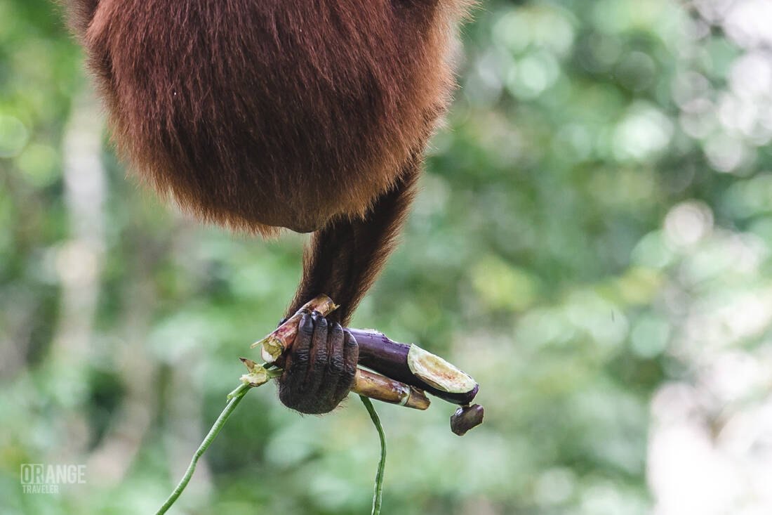 Fruit and vegetables in an orangutan’s hands