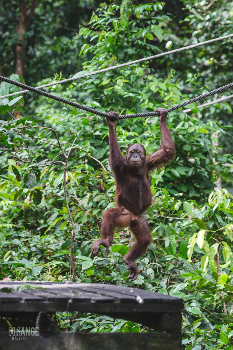 Young male orangutan at Sepilok Orangutan Rehabilitation Centre