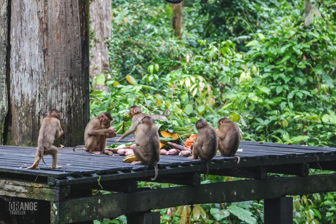Macaques eating during feeding time at Sepilok