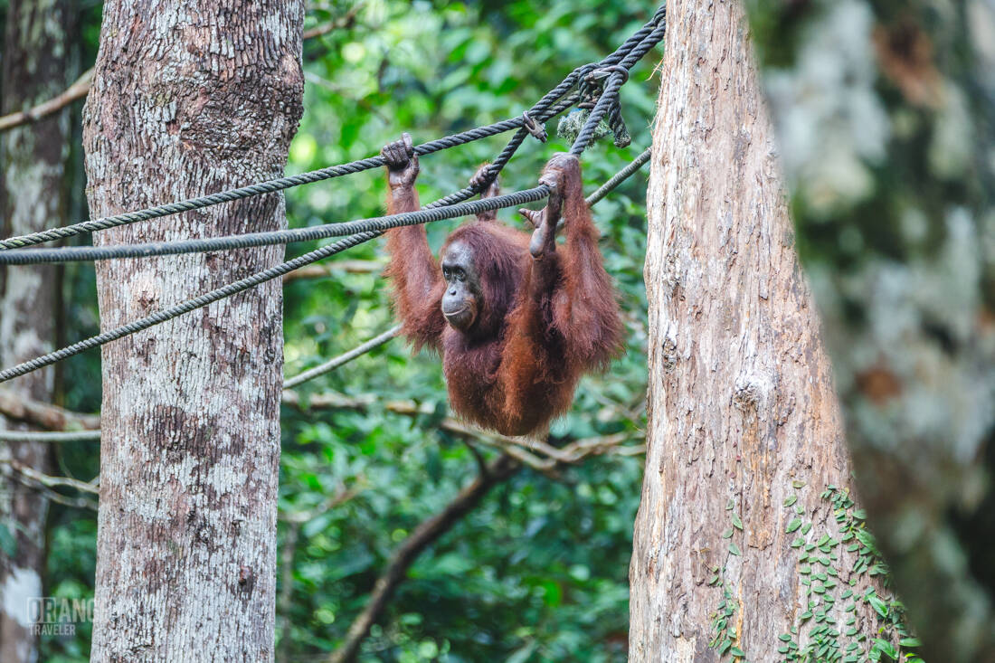 Orangutan at Sepilok Orangutan Rehabilitation Centre in Malaysian Borneo