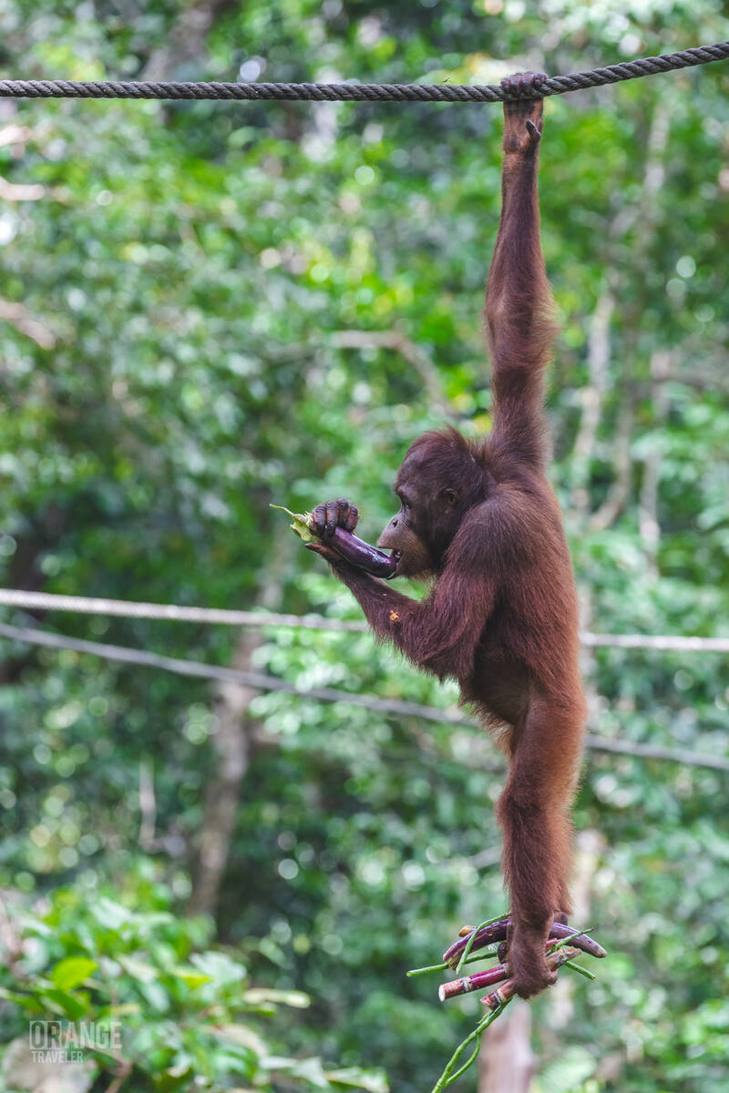 Orangutan eating vegetables at Sepilok