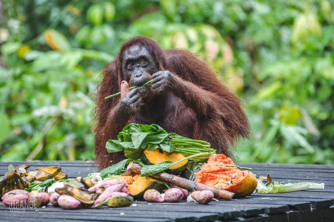 Lunch time at Sepilok Orangutan Rehabilitation Centre