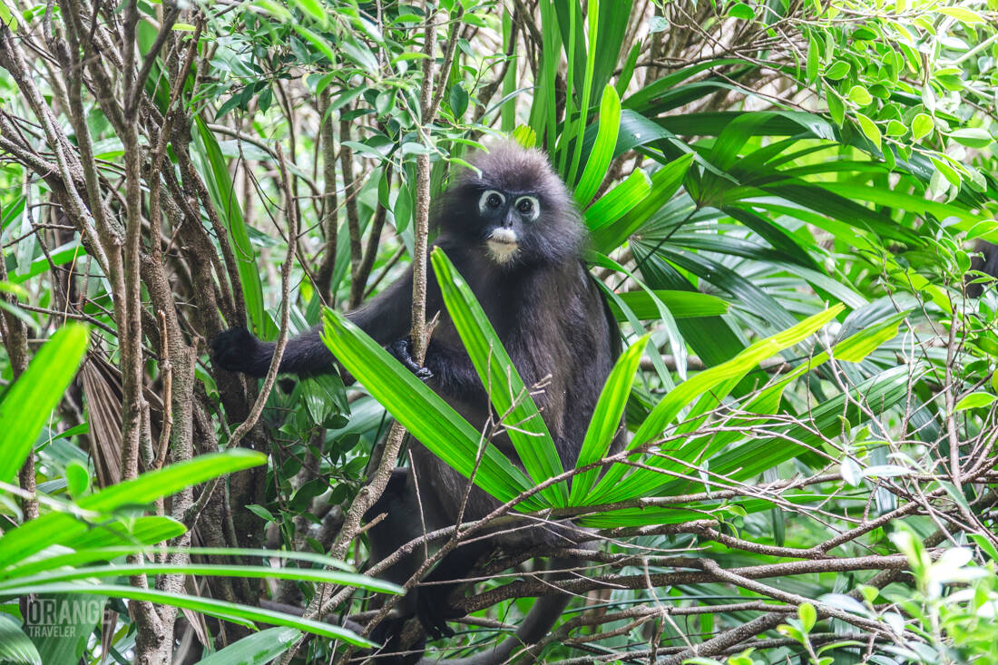 Langur at The Ritz-Carlton, Langkawi