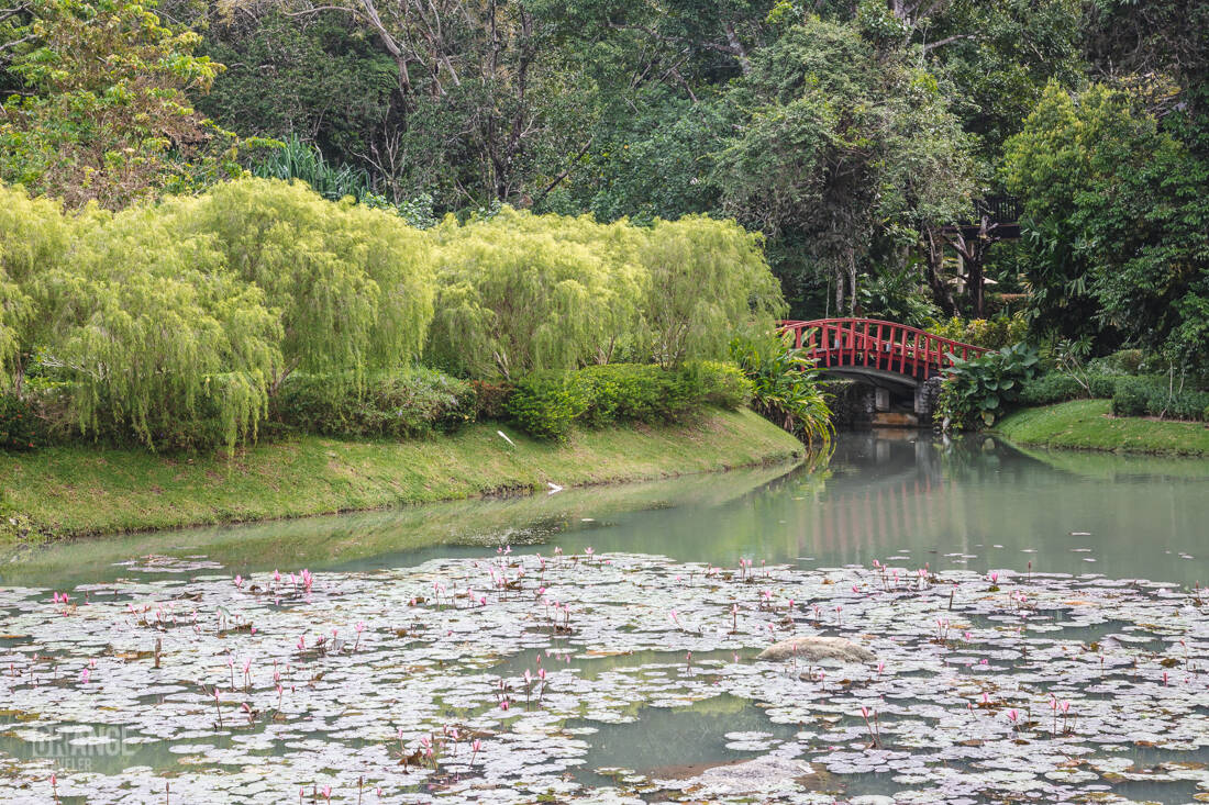 Lotus pond at The Ritz-Carlton, Langkawi