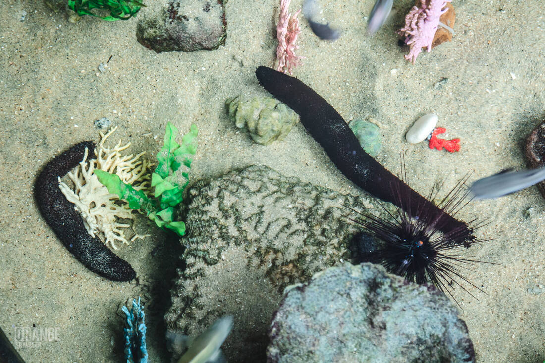 Sea cucumber nursery at The Ritz-Carlton, Langkawi