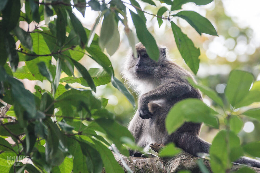Macaque at The Ritz-Carlton, Langkawi