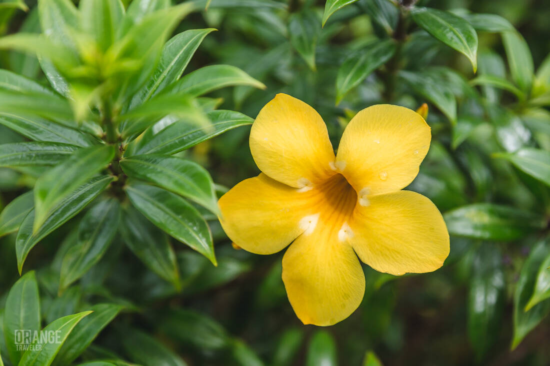 Tropical flower at The Ritz-Carlton, Langkawi