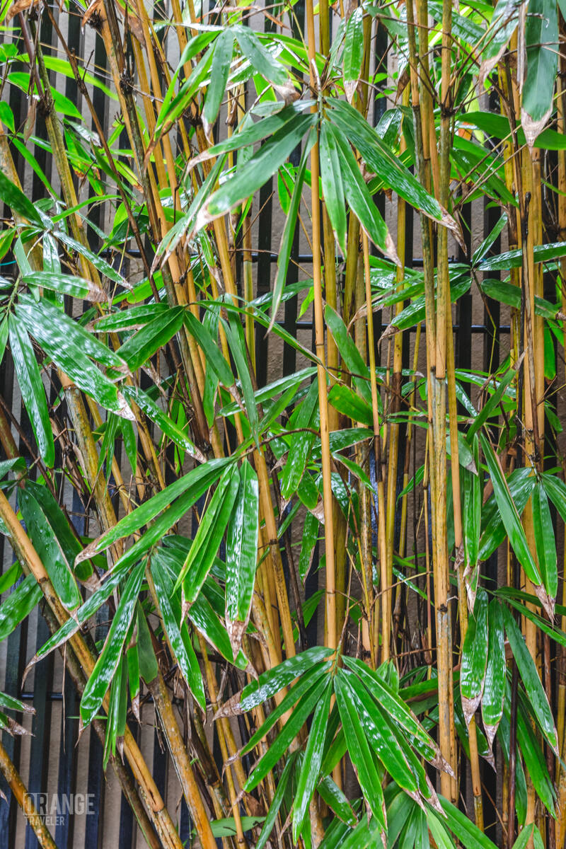 Bamboo in the rain at The Ritz-Carlton, Langkawi