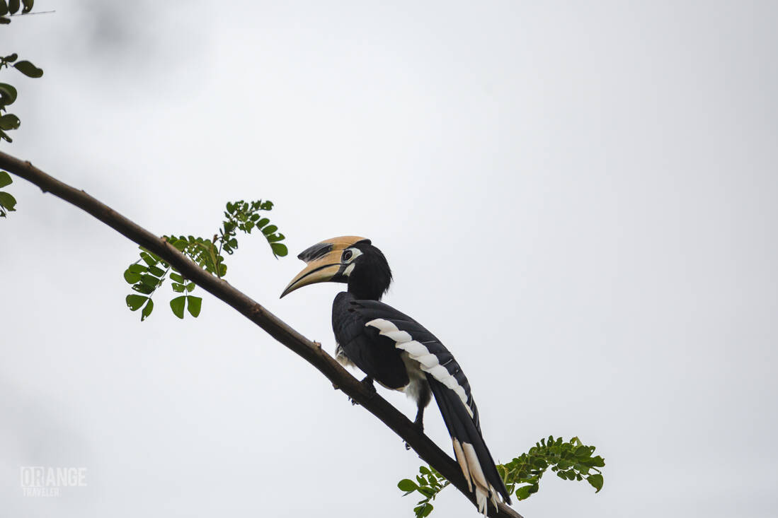 Hornbill at The Ritz-Carlton, Langkawi