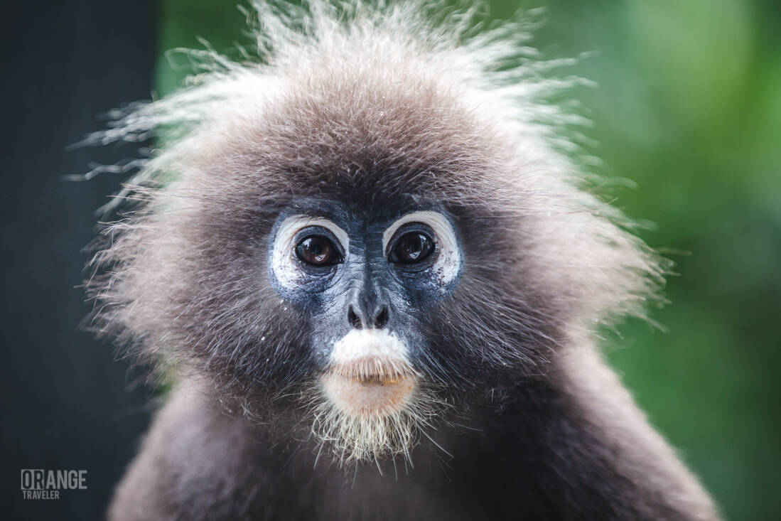 Langur in the rainforest at The Ritz-Carlton, Langkawi