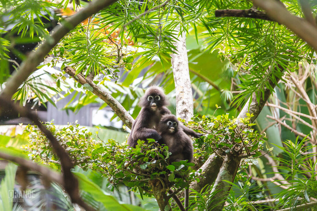 СFemale langur with a baby at The Ritz-Carlton, Langkawi