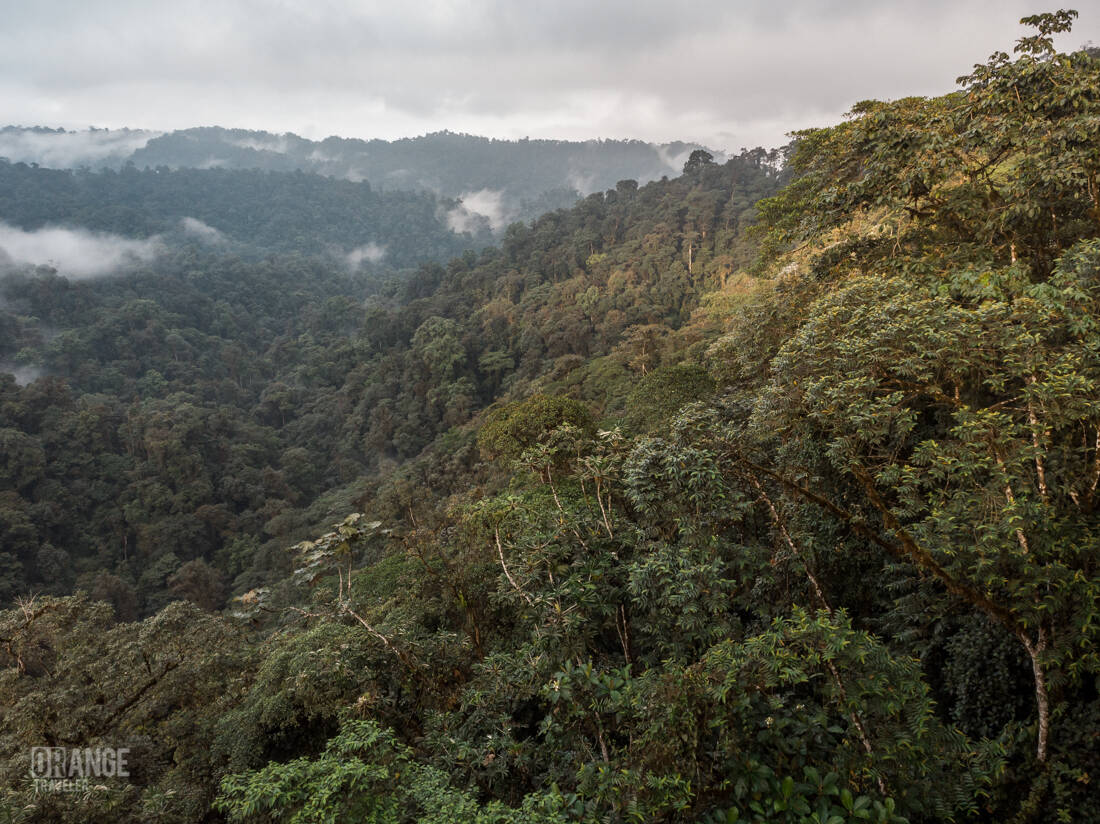 Mashpi Cloud Forest in the Chocó region of Ecuador