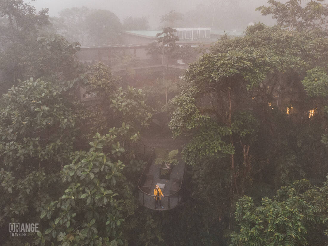 Orange Traveler at Mashpi Lodge in Ecuador