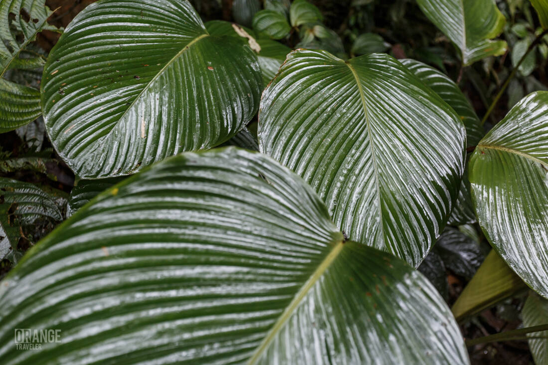 Tropical plants in Mashpi Cloud Forest