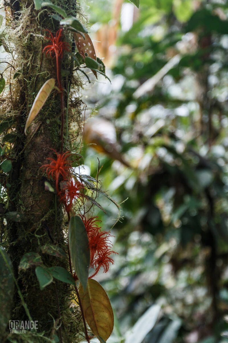 Bright plants in Mashpi Cloud Forest in Ecuador