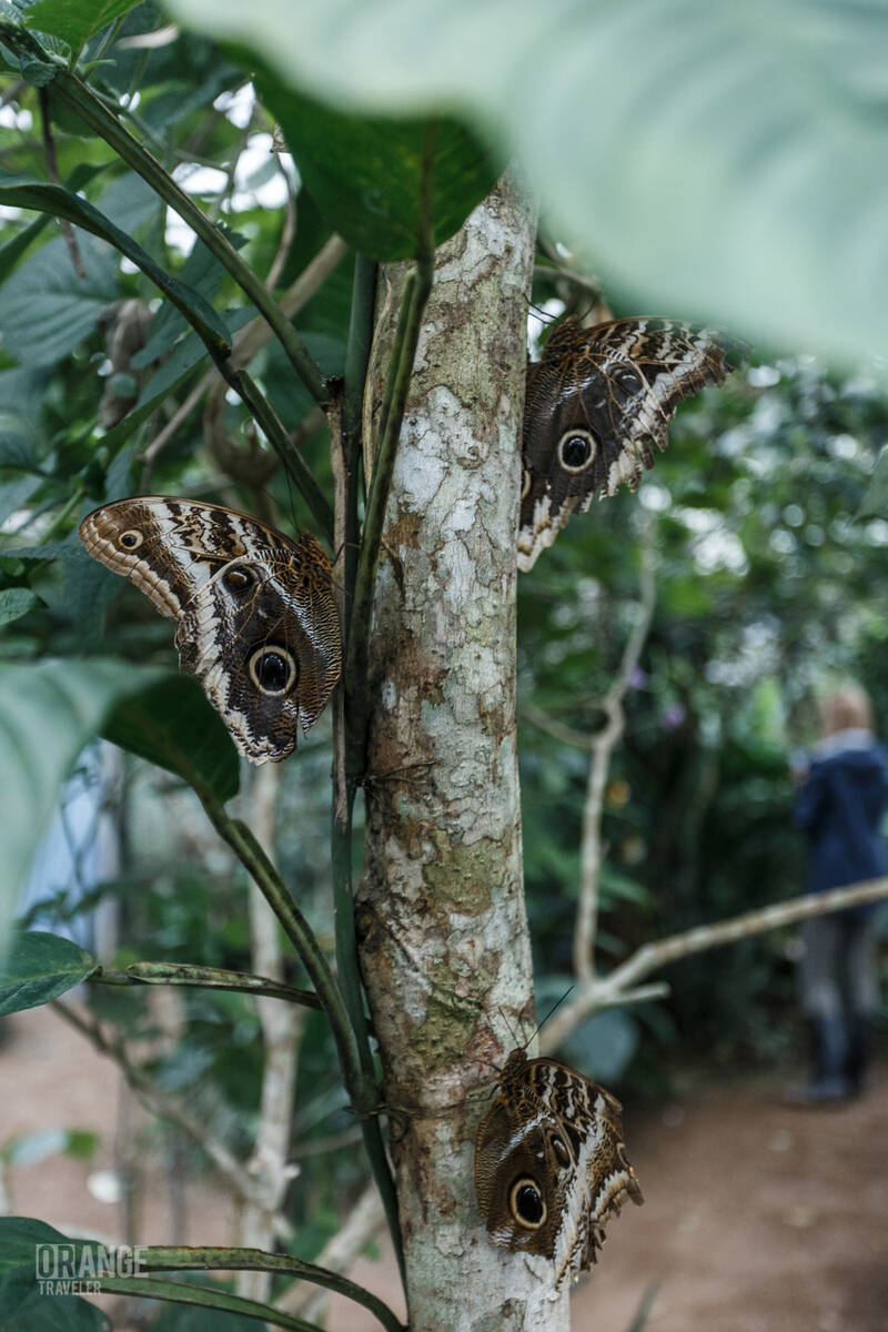 Butterflies at Mashpi Lodge in Ecuador