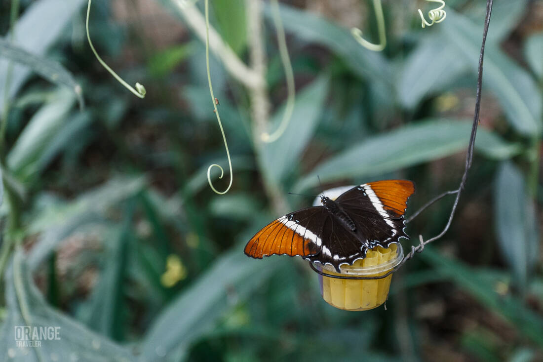 Butterfly at the Life Center at Mashpi Lodge