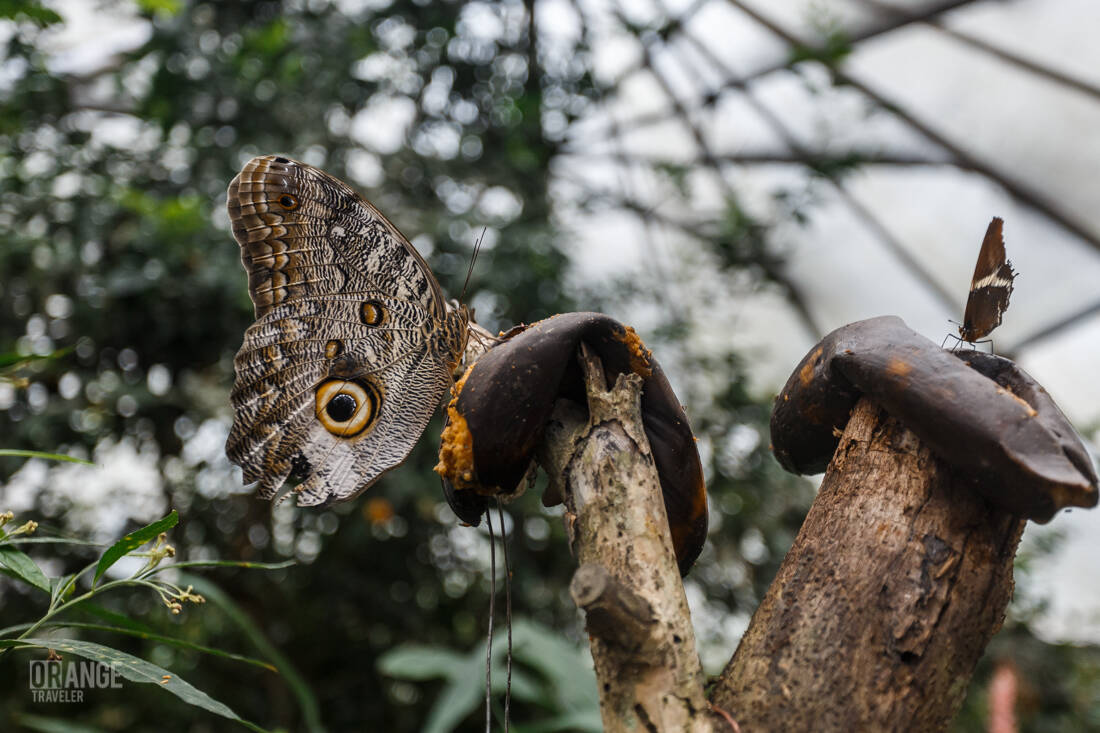 Butterflies in Mashpi Lodge’s cloud forest