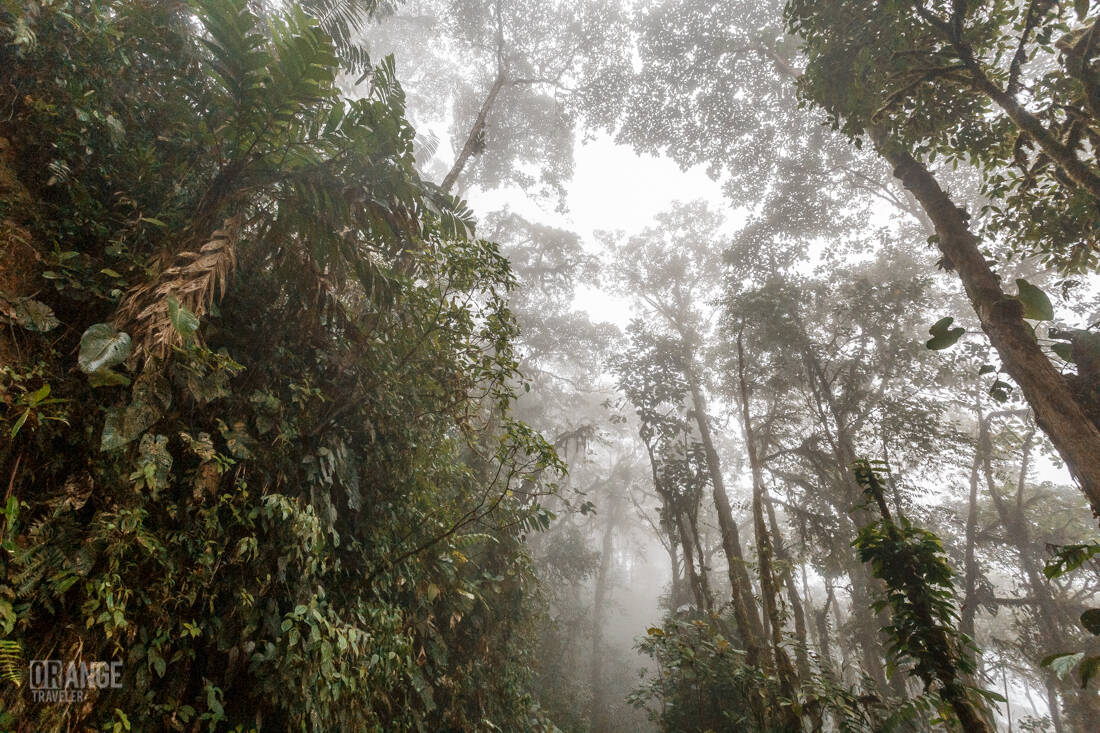 Morning mist in Mashpi Cloud Forest
