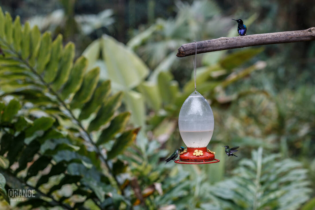 Hummingbird feeder in Mashpi Cloud Forest