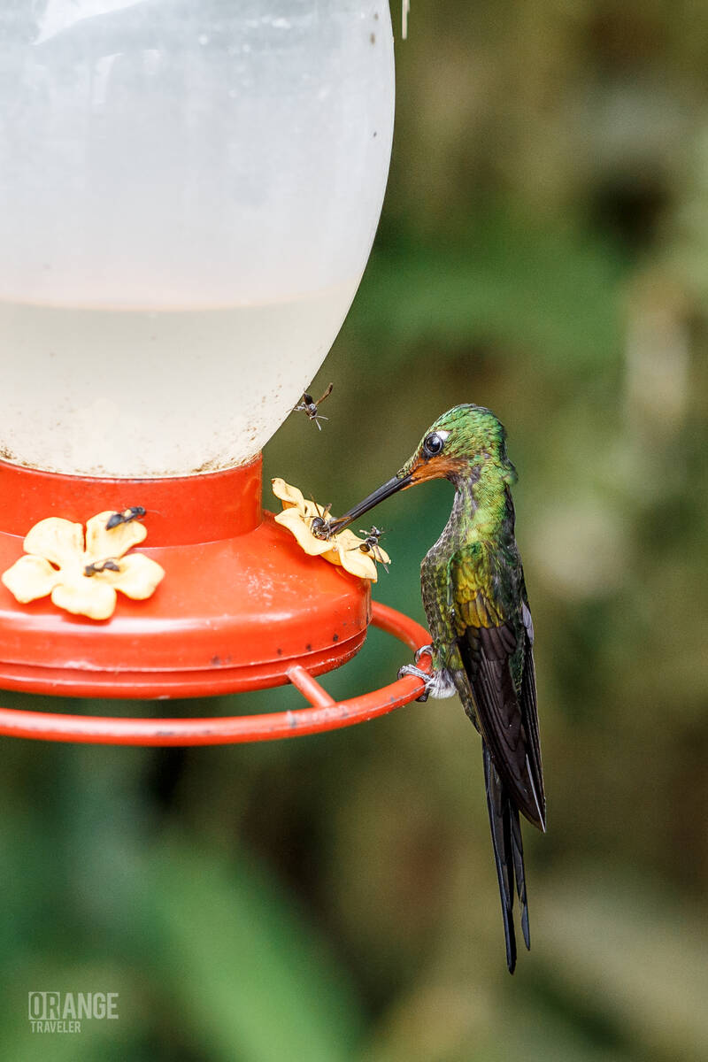 Hummingbirds drinking nectar in Mashpi Reserve