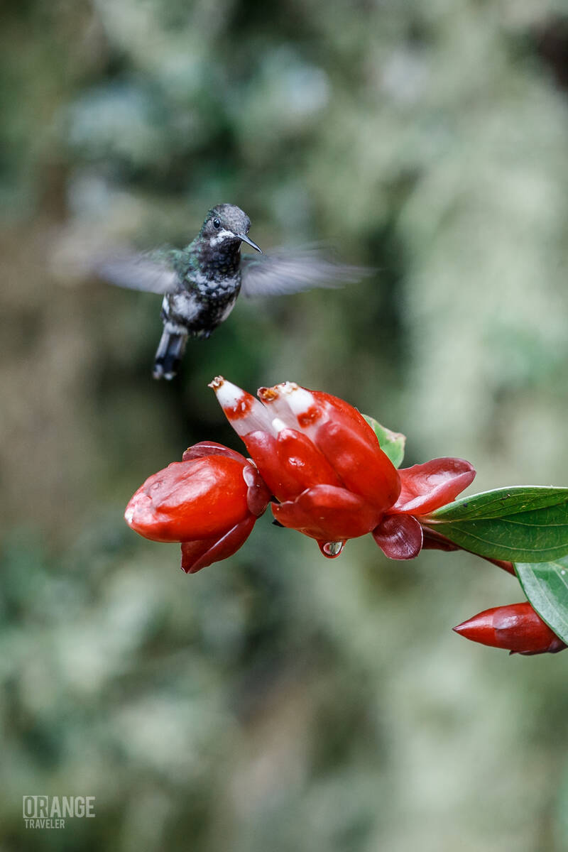 Hummingbird in Mashpi Cloud Forest