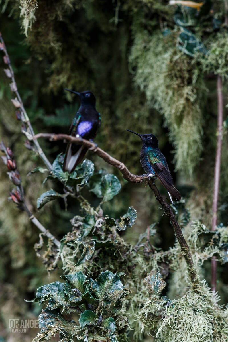 Bright hummingbirds in Mashpi Cloud Forest