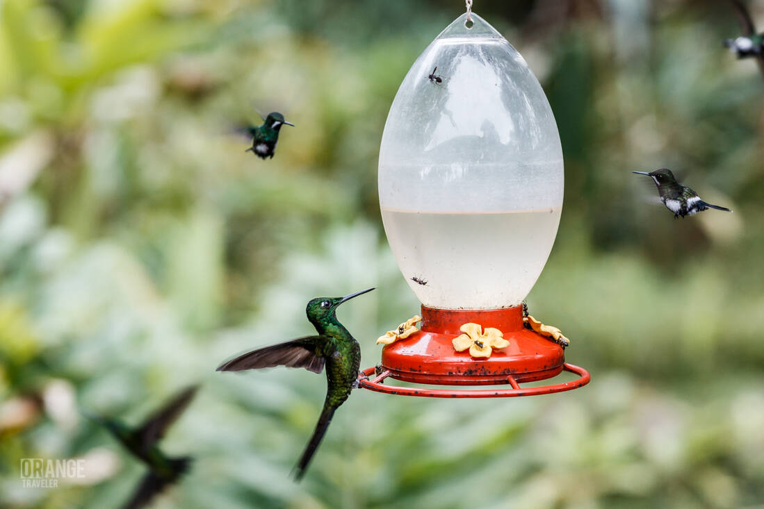 Colorful hummingbirds drinking nectar in Mashpi Reserve
