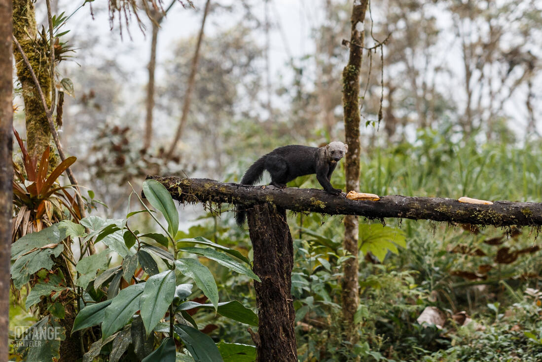 Tayra in Mashpi Cloud Forest