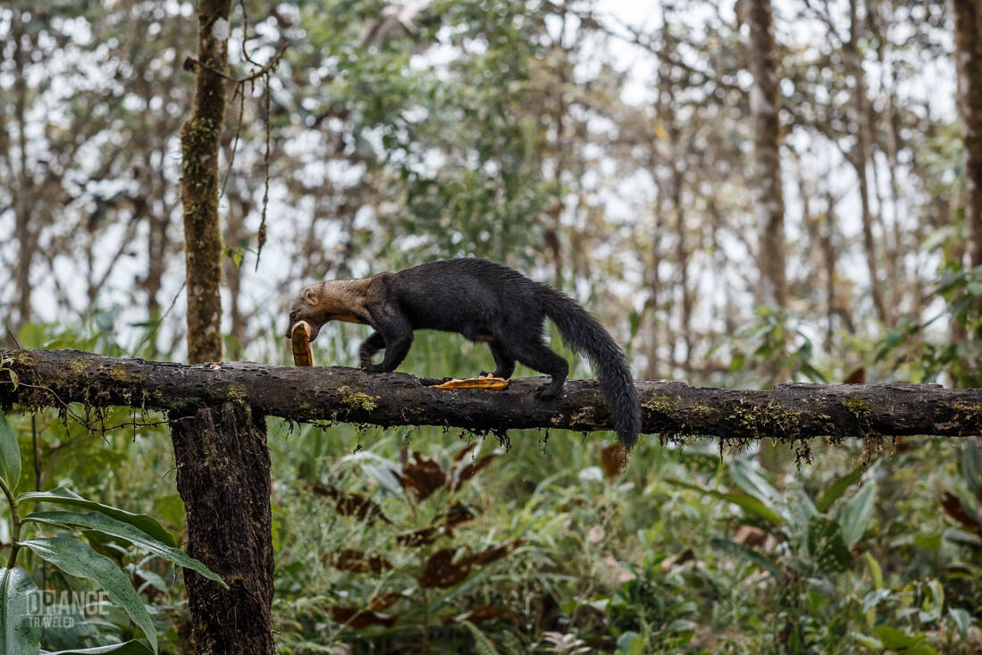 Tayra eating a banana in Mashpi Reserve