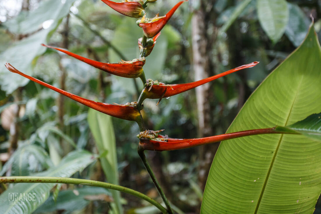 Plants in Mashpi Cloud Forest