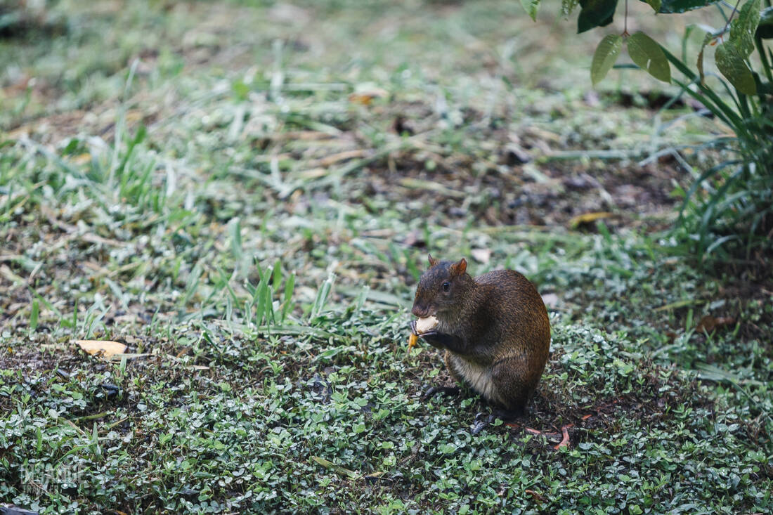 Coati in Mashpi Reserve in Ecuador