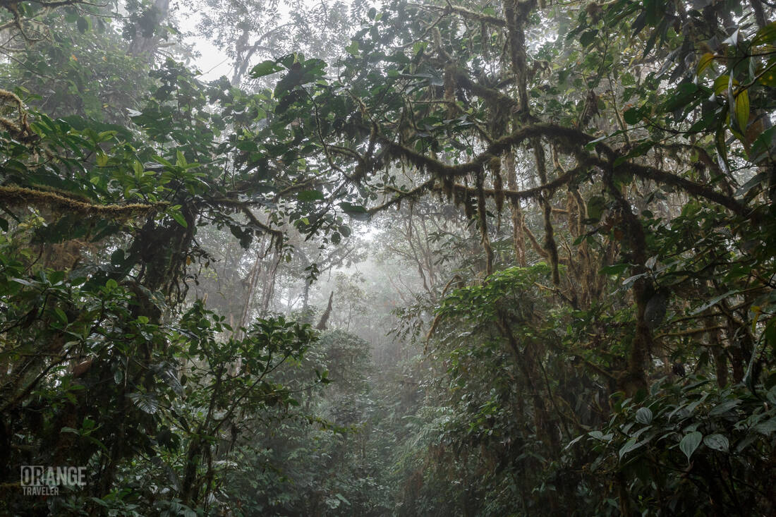 Dense vegetation in Mashpi Cloud Forest