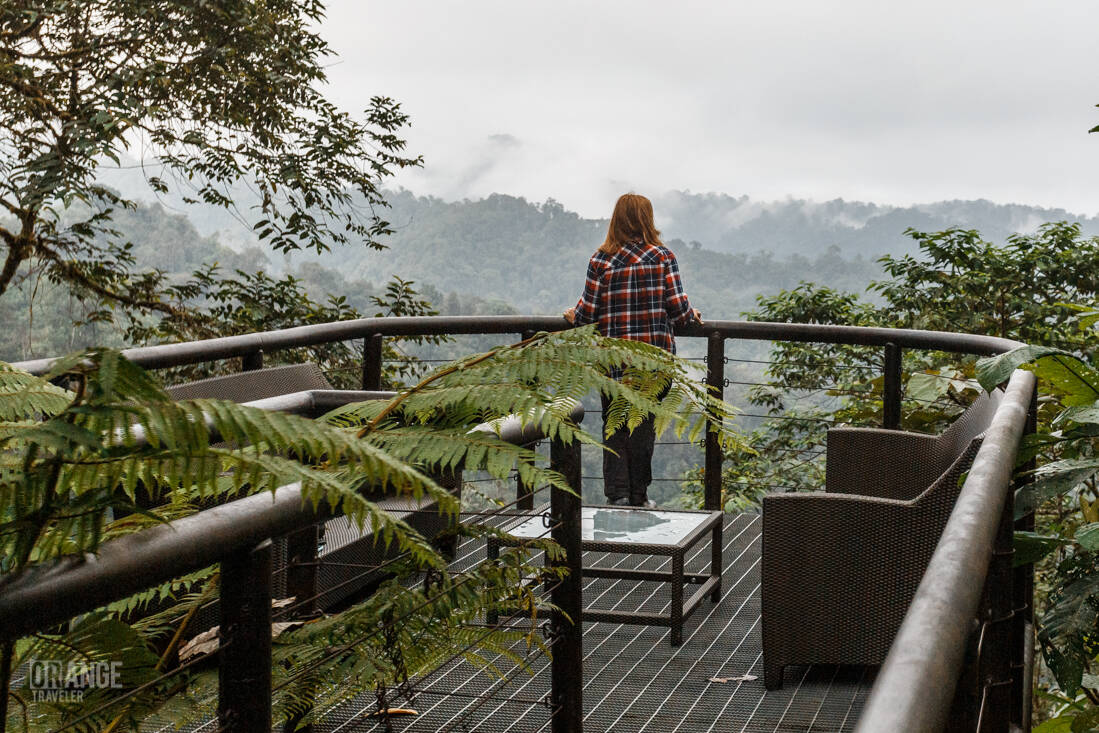Orange Traveler in Mashpi Cloud Forest