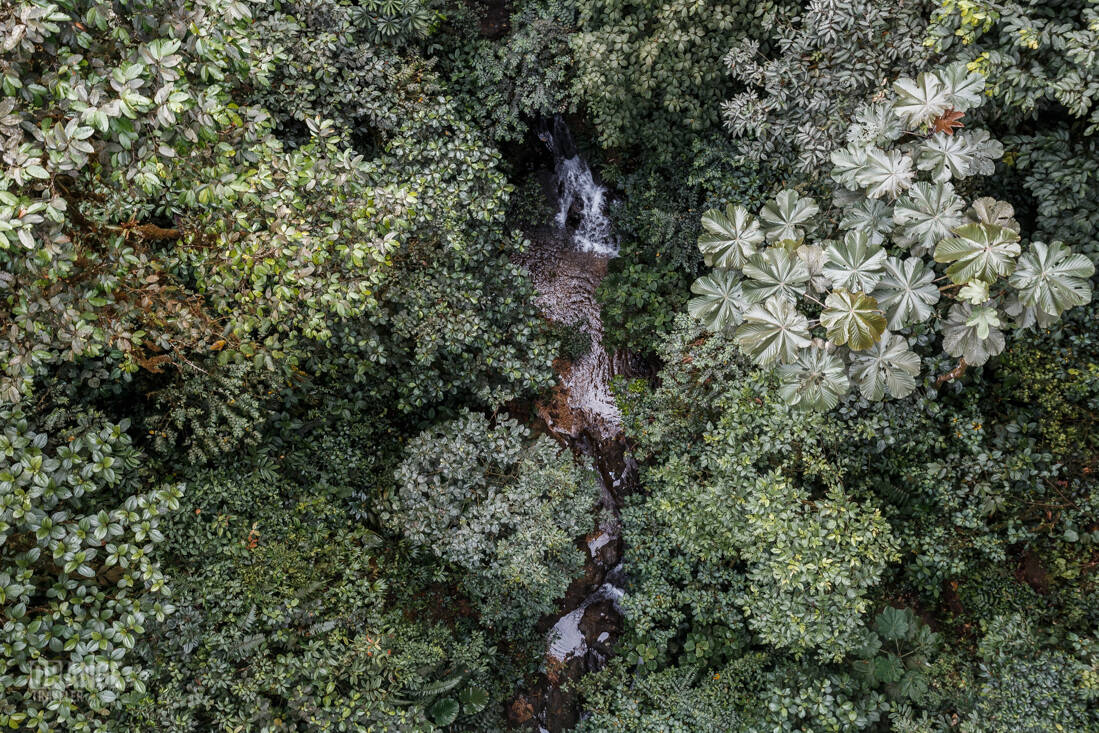 Streams in Mashpi Cloud Forest