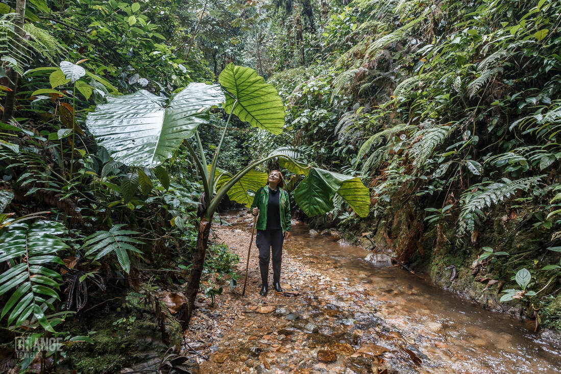 Orange Traveler under an elephant ear leaf in Mashpi