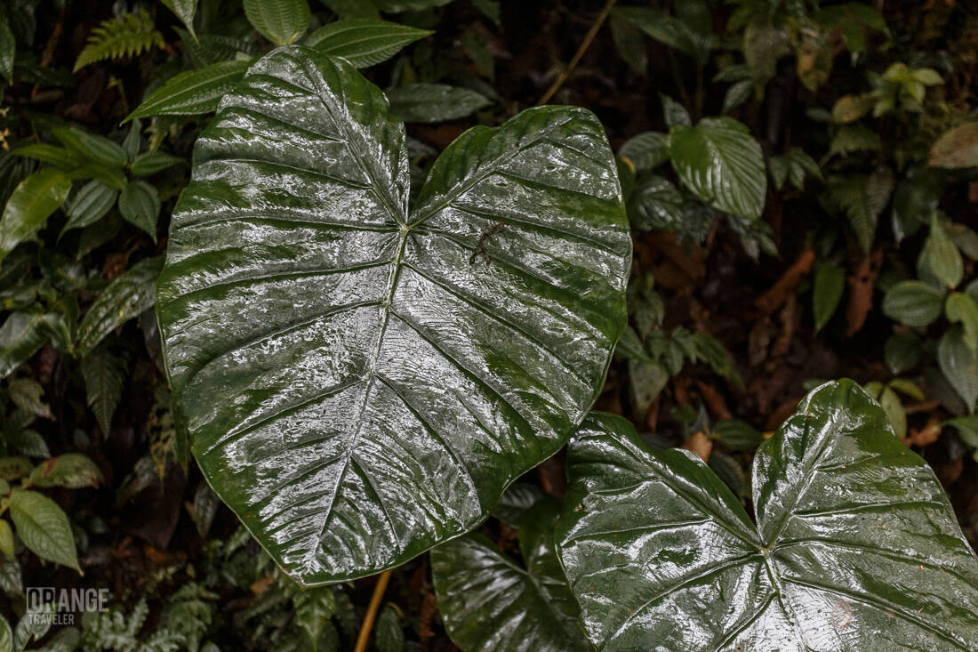 Elephant ear leaf in Mashpi Cloud Forest