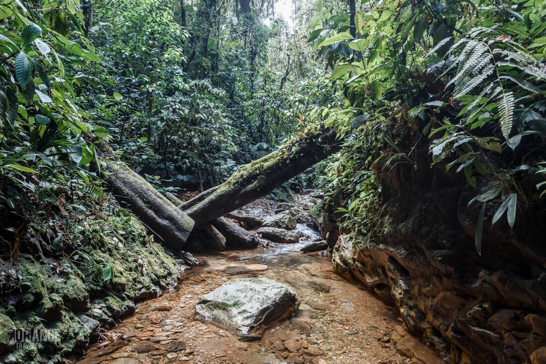 River in Mashpi Cloud Forest