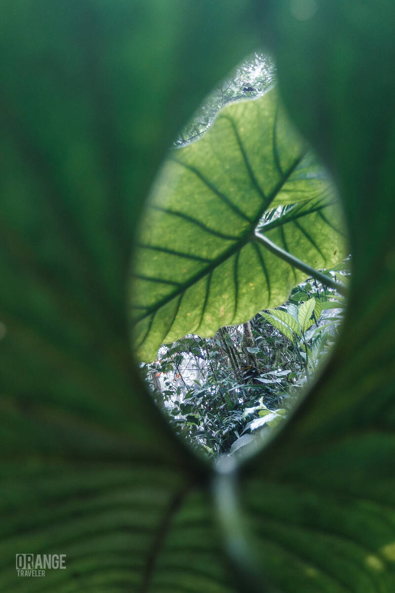 Green leaf in Mashpi Cloud Forest
