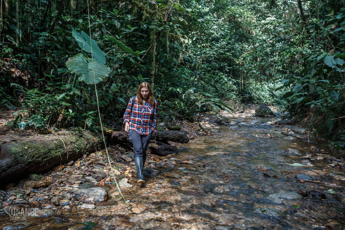 Orange Traveler in the cloud forest of Mashpi