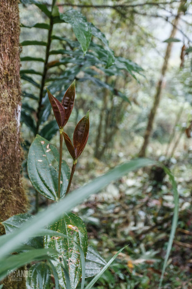Plants in the cloud forest of Mashpi