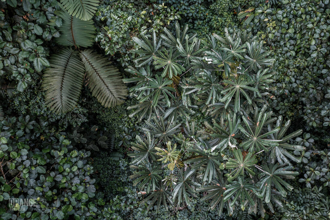 Mashpi Cloud Forest from above