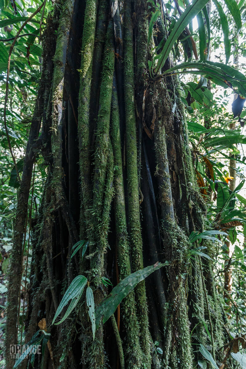 Trees in Mashpi Cloud Forest