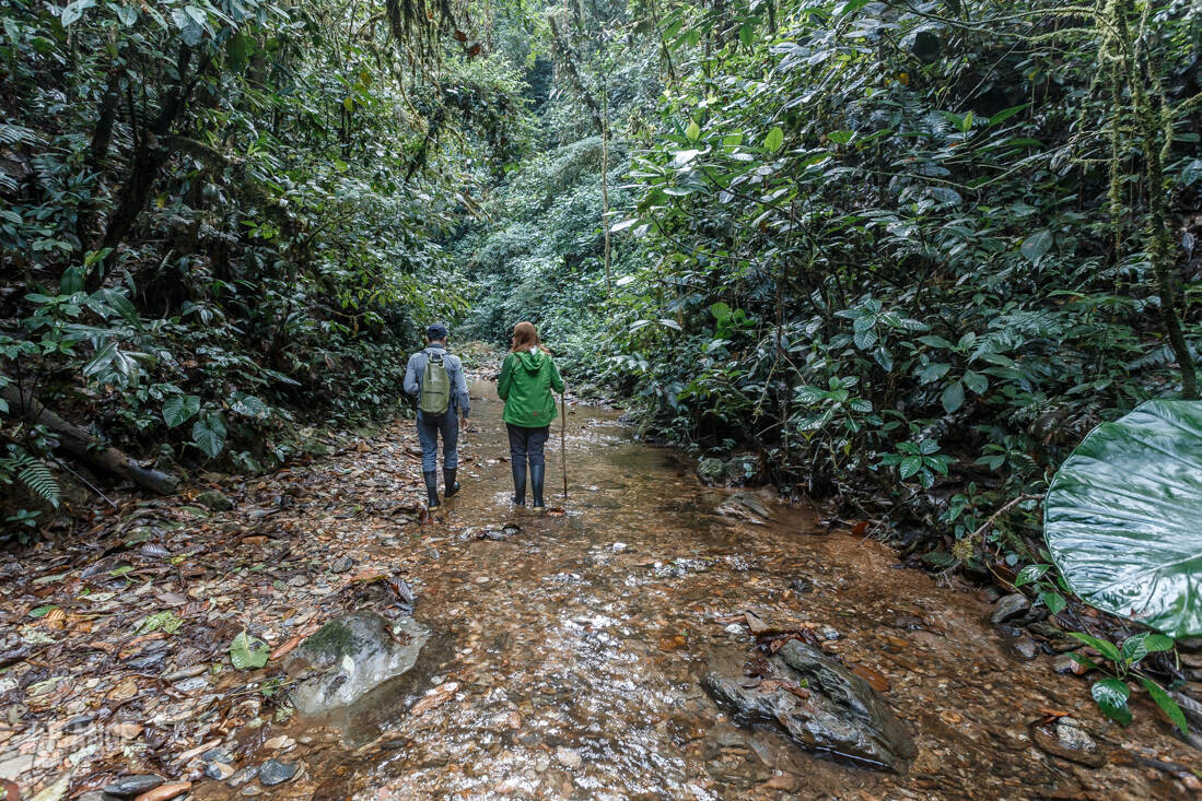Orange Traveler walking through a river in Mashpi Cloud Forest