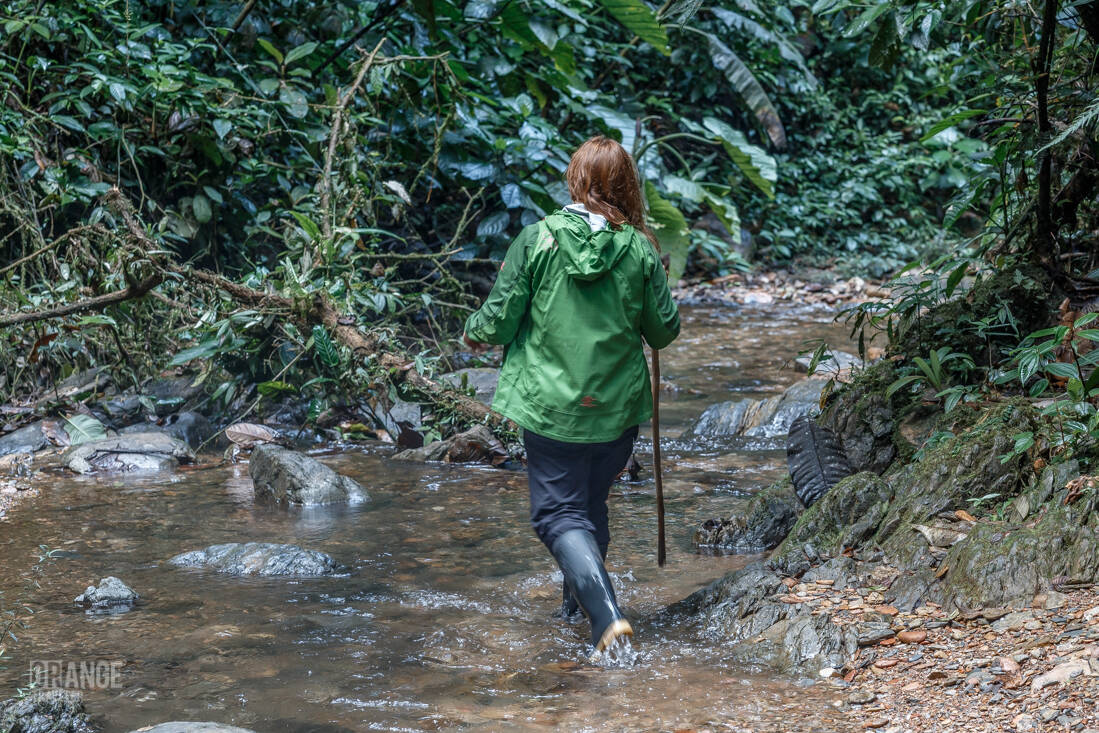 Orange Traveler in Mashpi Cloud Forest