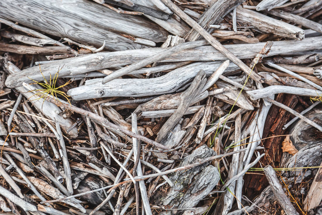 Driftwood on the shore of Lake Lama