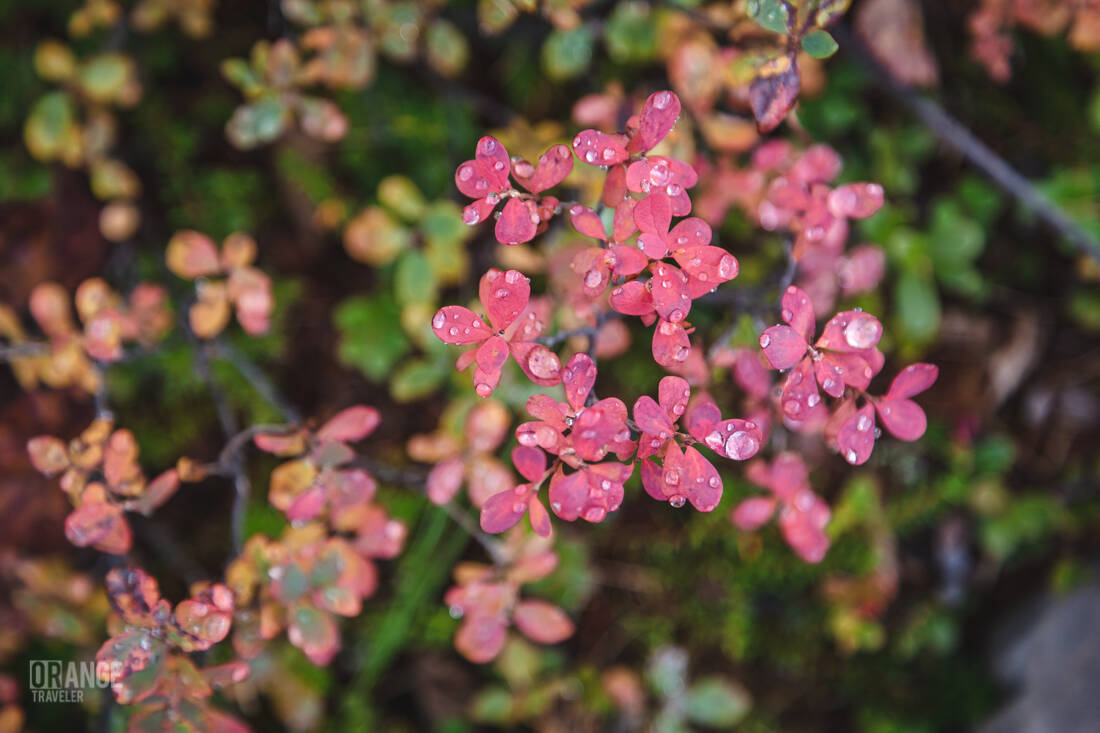 Raindrops on leaves
