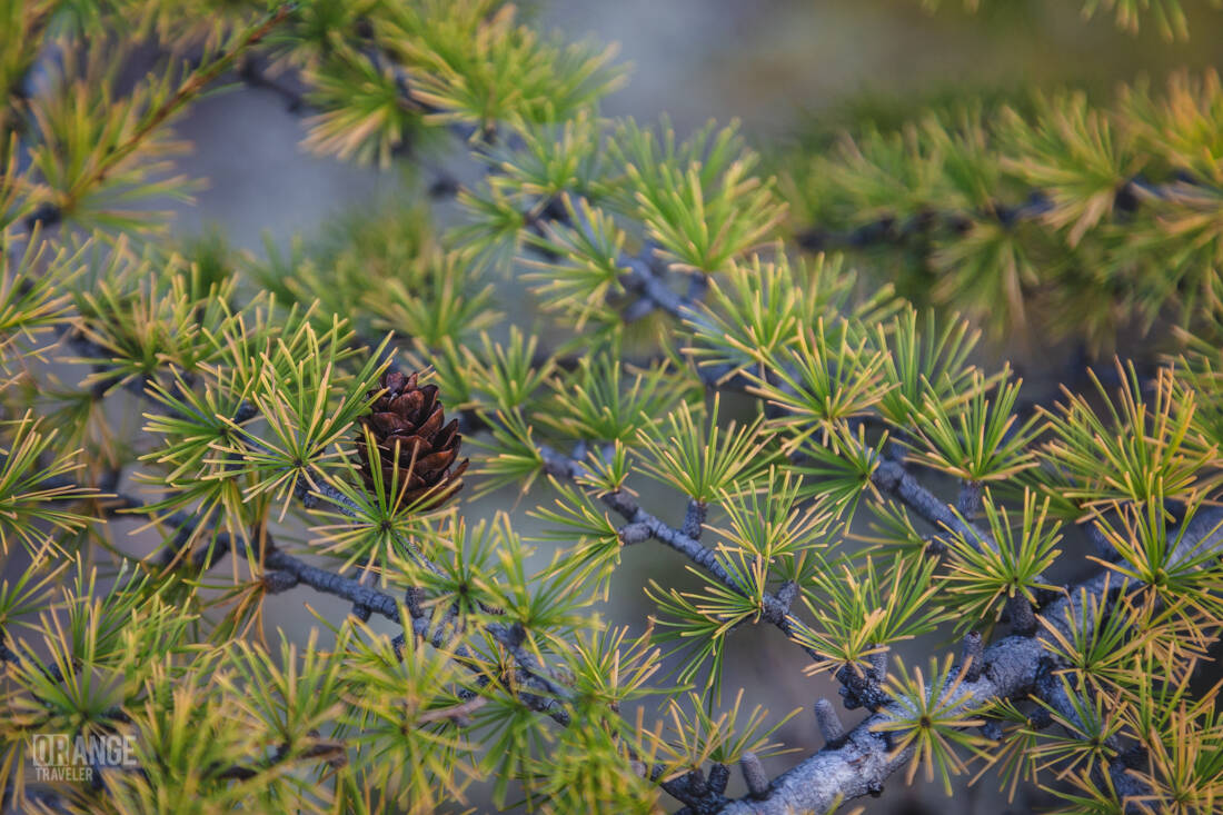 Larch tree