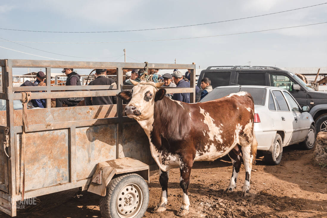 Cow at the livestock market in Urgench, Uzbekistan