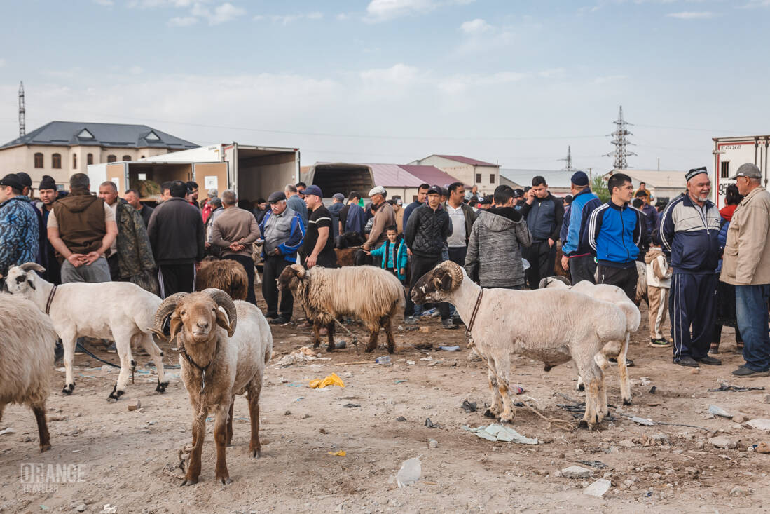 Rams at the livestock market in Urgench